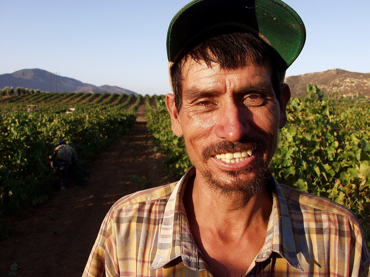 A vineyard worker harvesting ripe wine grapes