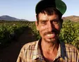 A vineyard worker harvesting ripe wine grapes